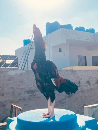 aseel mianwali