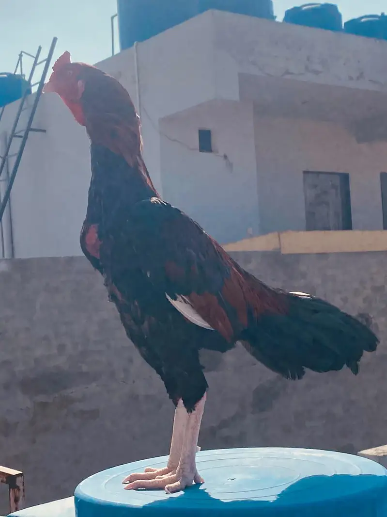 aseel mianwali — photo 2