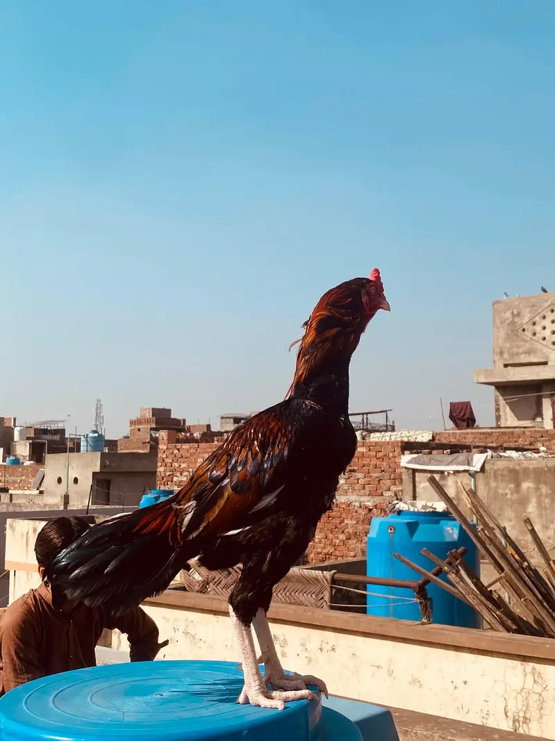 aseel mianwali — photo 4