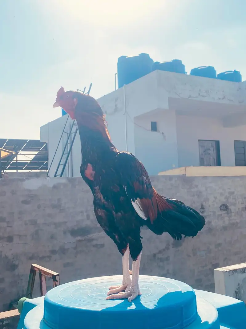 aseel mianwali — photo 5