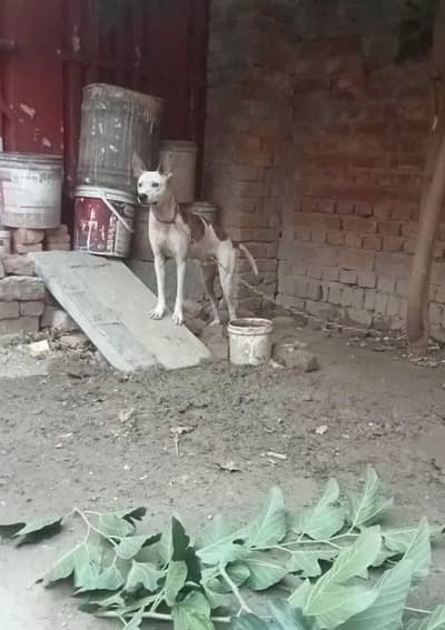gultair dog