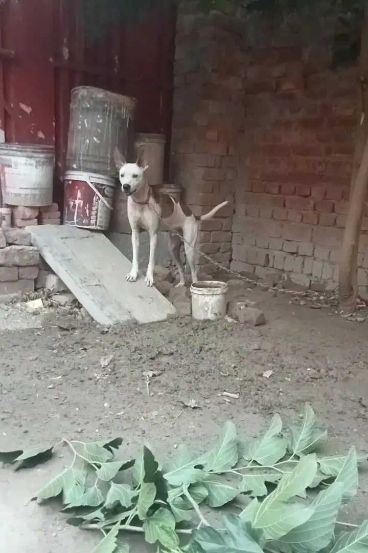 gultair dog — photo 2