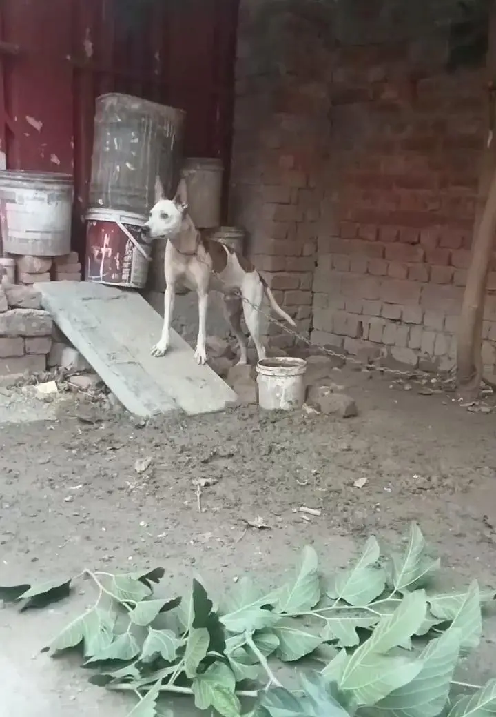gultair dog — photo 3