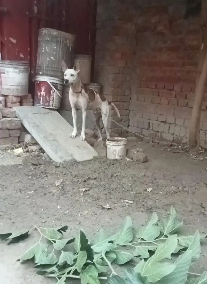 gultair dog — photo 4
