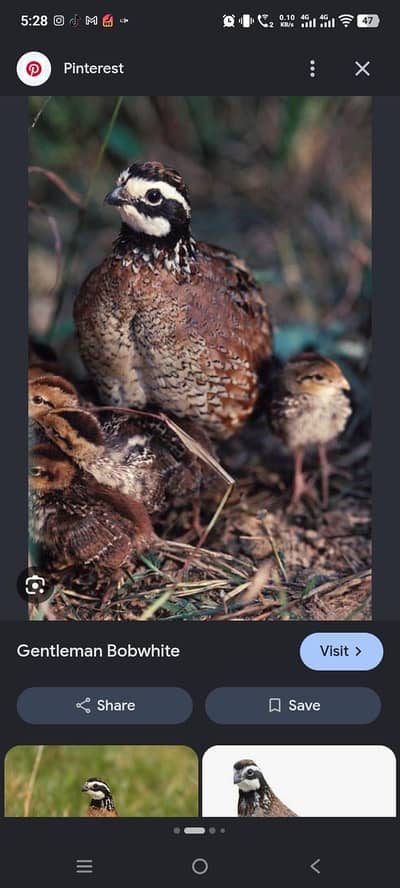Bobwhite quail batair chicks patha