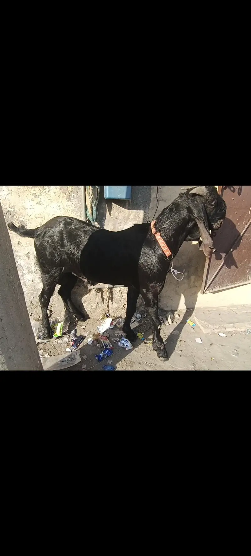beetal goat Desi Bakra 2 dant bhut achi height or weight bloodline — photo 2