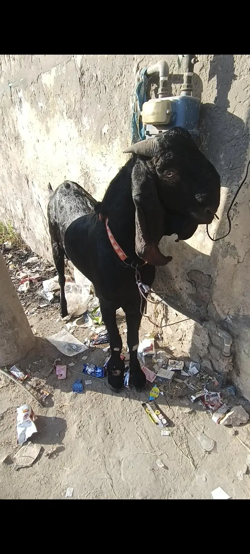 beetal goat Desi Bakra 2 dant bhut achi height or weight bloodline — photo 3