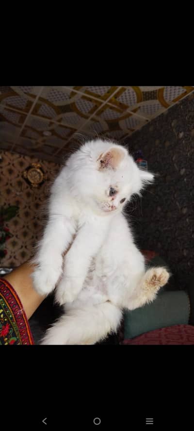 White persion cat pair available