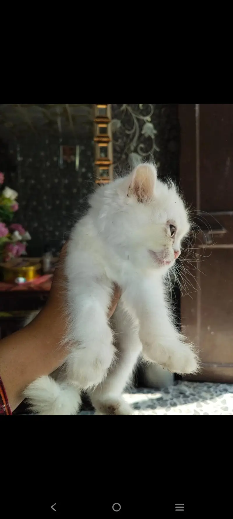 White persion cat pair available — photo 2