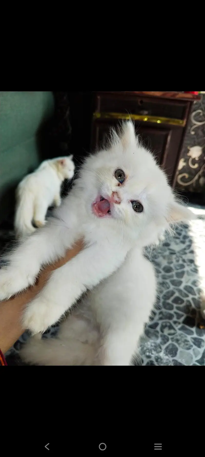 White persion cat pair available — photo 3