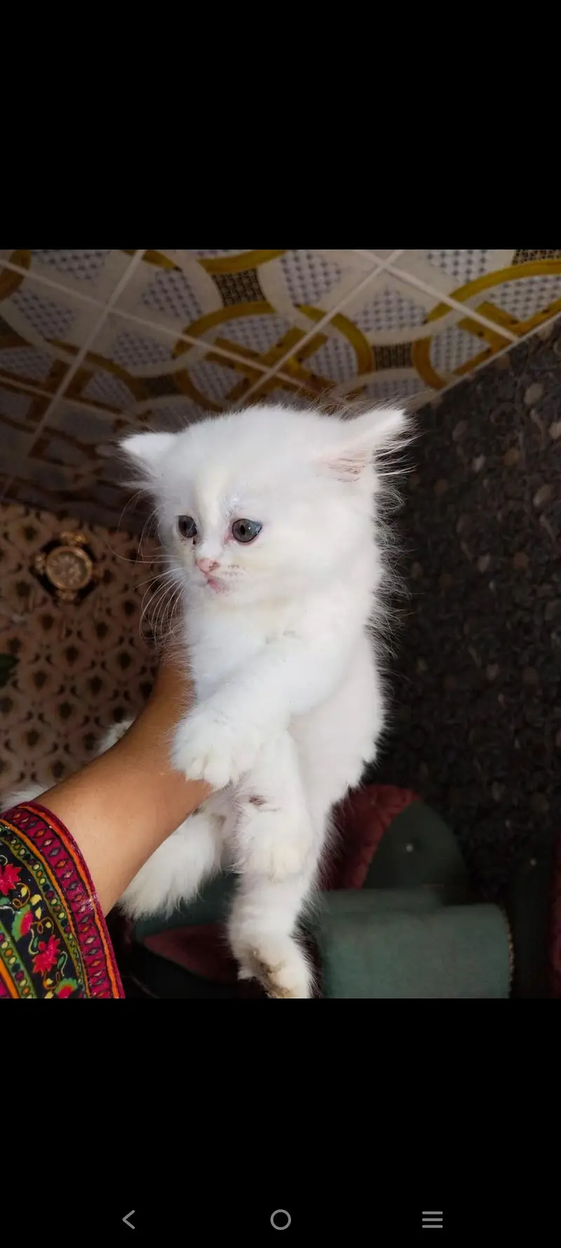 White persion cat pair available — photo 4