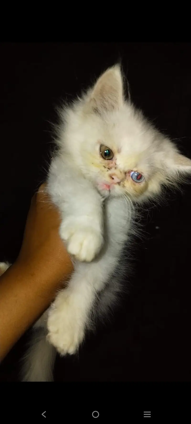White persion cat pair available — photo 5