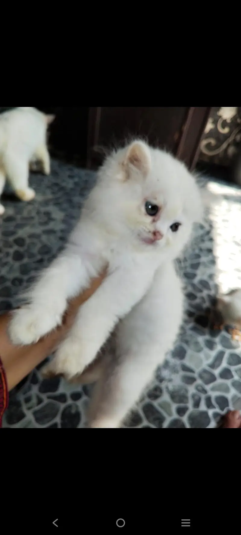 White persion cat pair available — photo 6