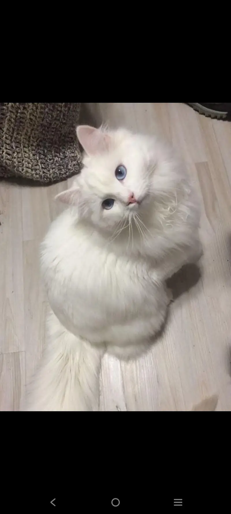 White persion cat pair available — photo 7