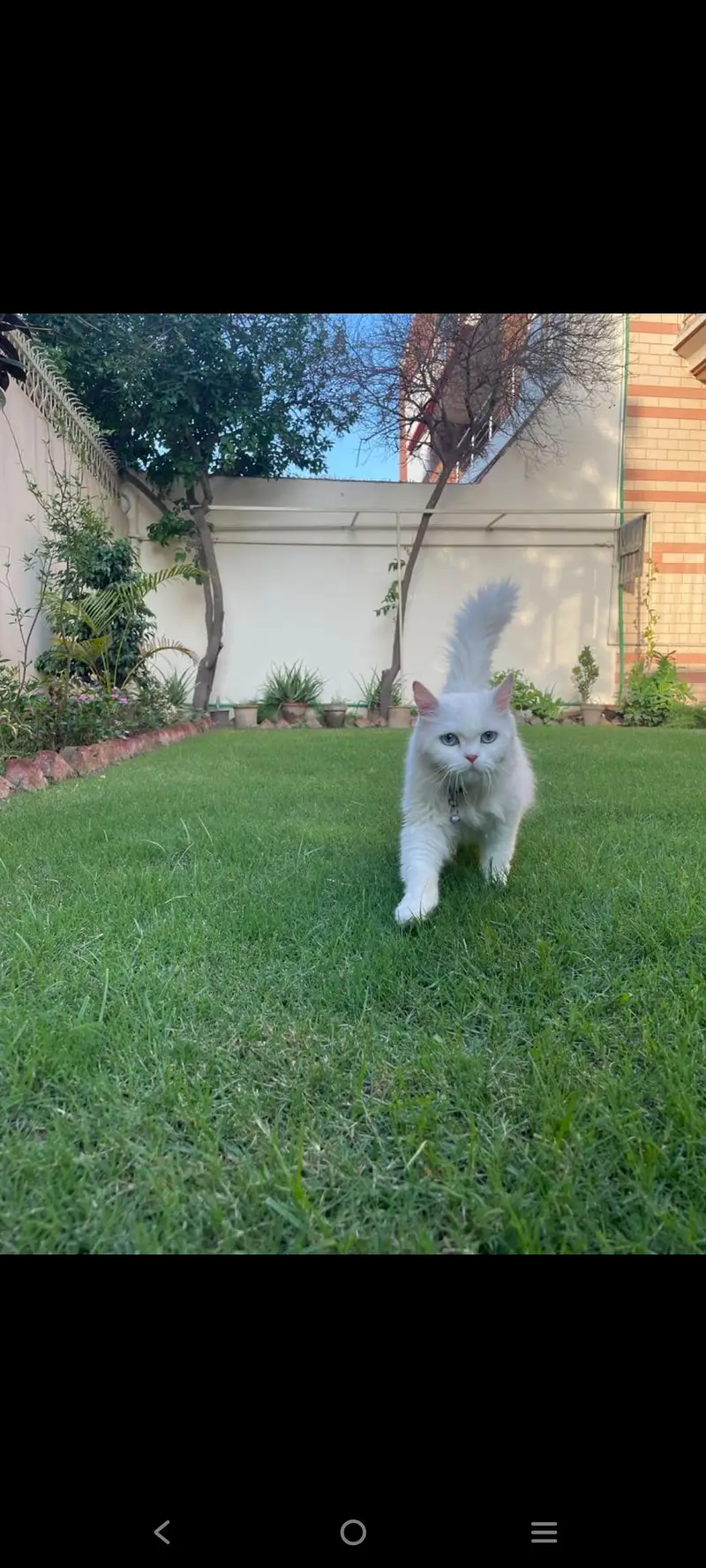 White persion cat pair available — photo 8
