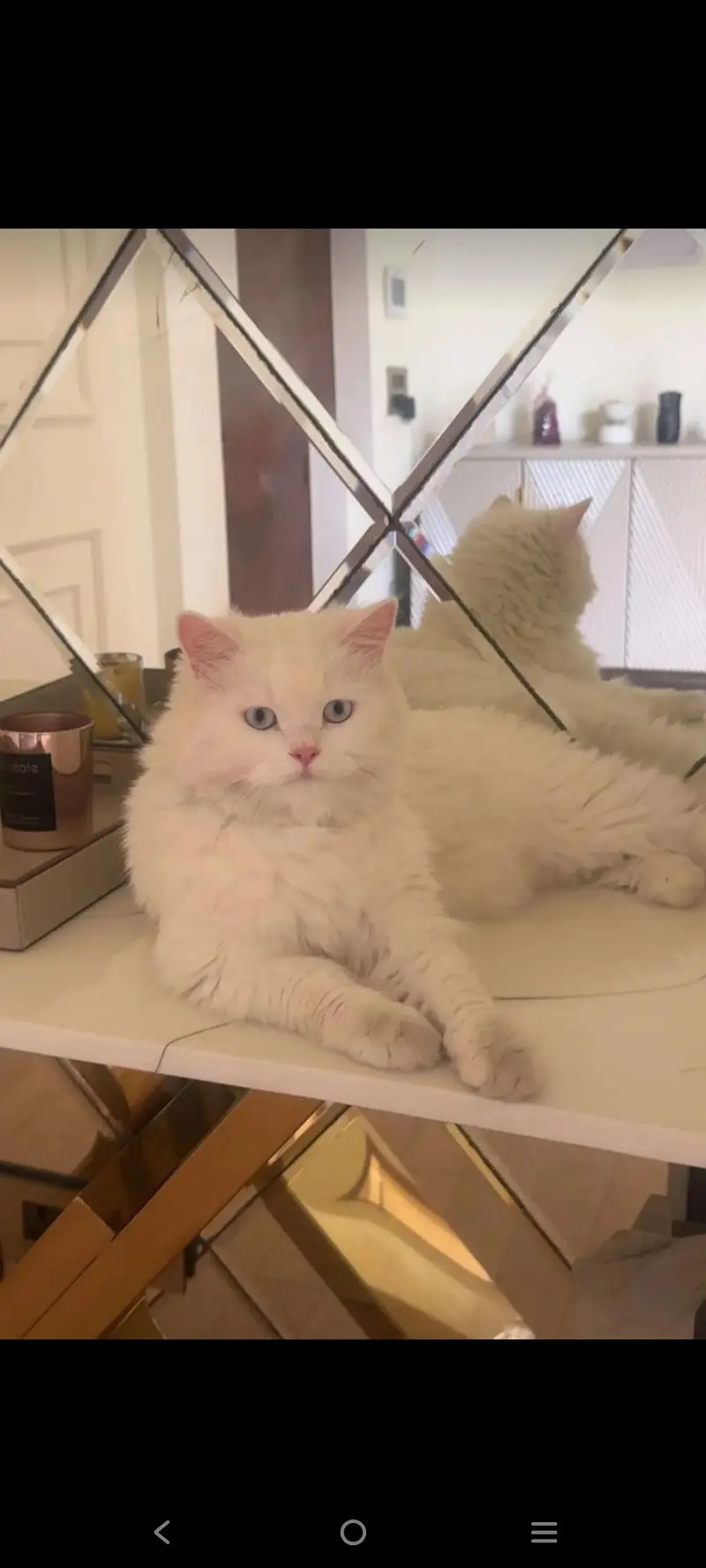 White persion cat pair available — photo 9