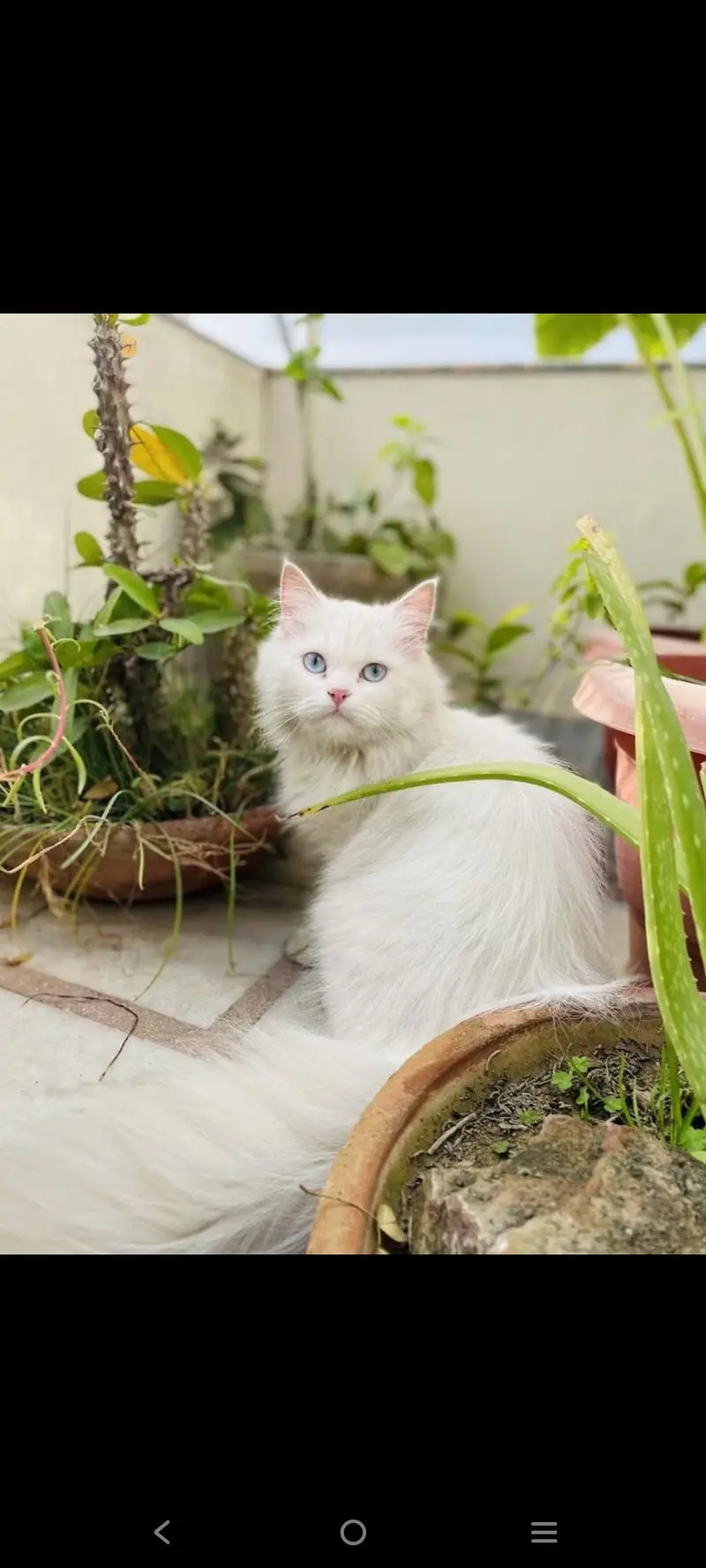 White persion cat pair available — photo 11