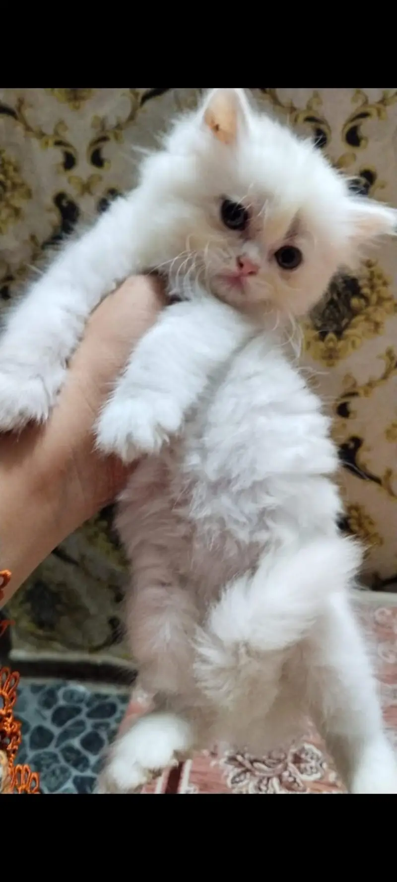 White persion cat pair available — photo 12