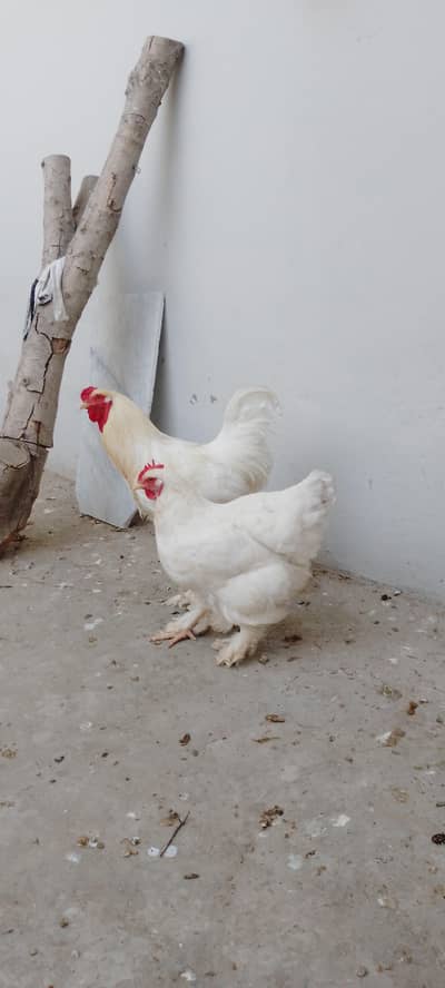 Brahma White