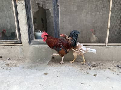 2 Misri Male & 2 Aseel Female