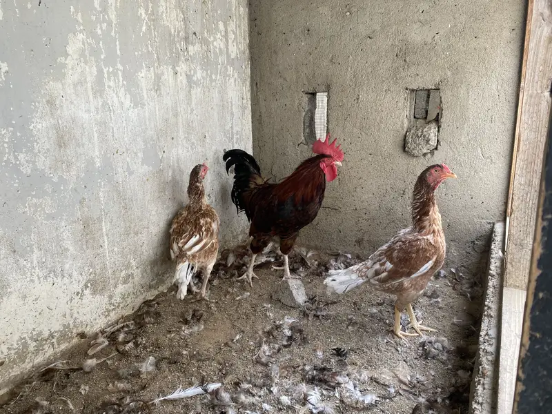 2 Misri Male & 2 Aseel Female — photo 2