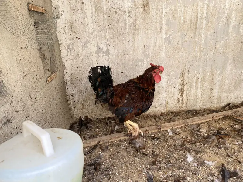 2 Misri Male & 2 Aseel Female — photo 3