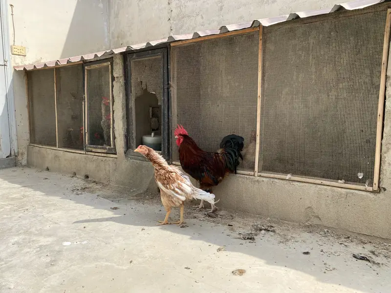2 Misri Male & 2 Aseel Female — photo 4