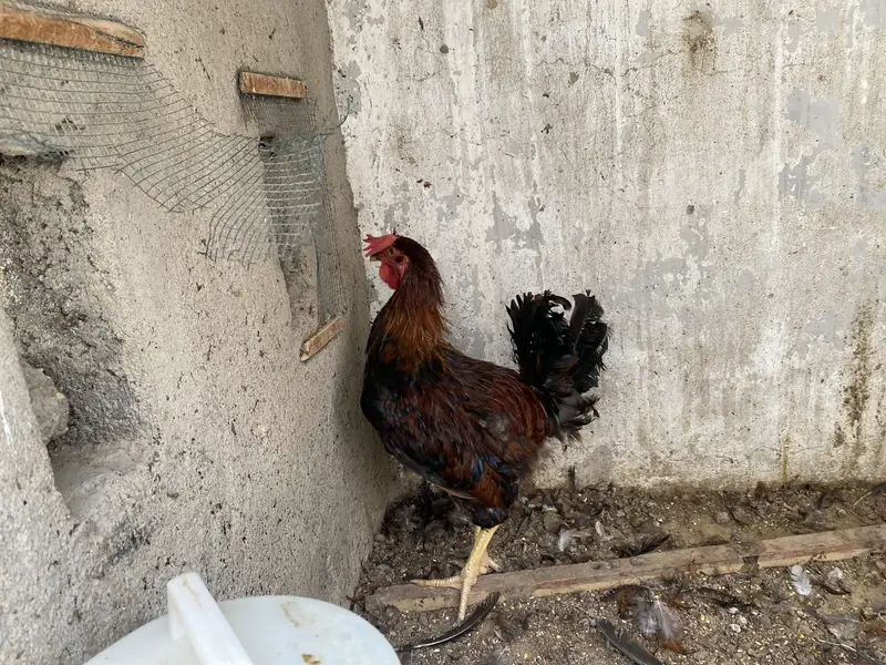 2 Misri Male & 2 Aseel Female — photo 5