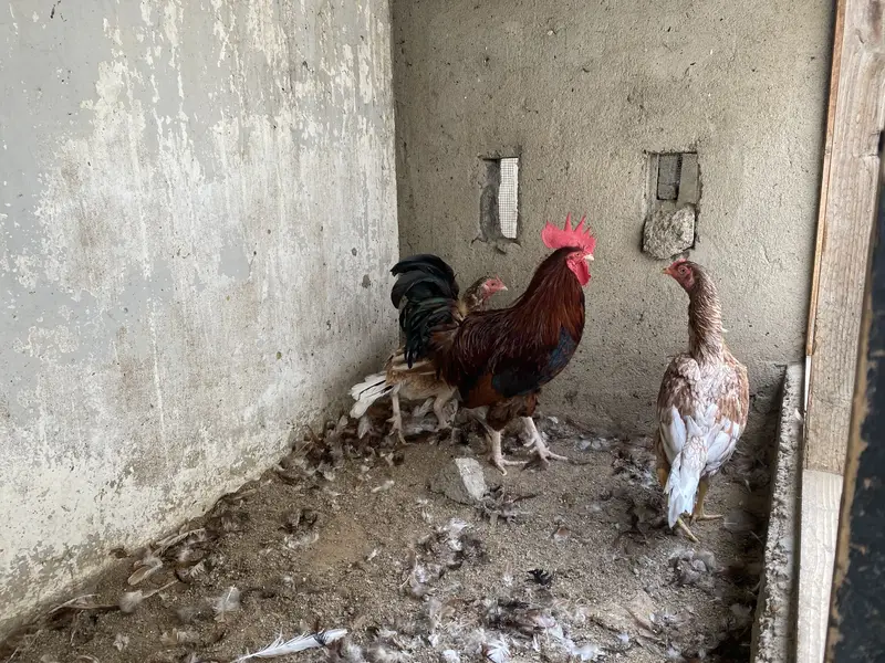 2 Misri Male & 2 Aseel Female — photo 6
