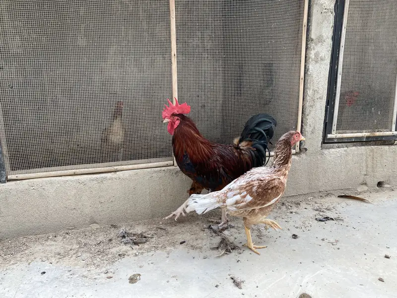 2 Misri Male & 2 Aseel Female — photo 7