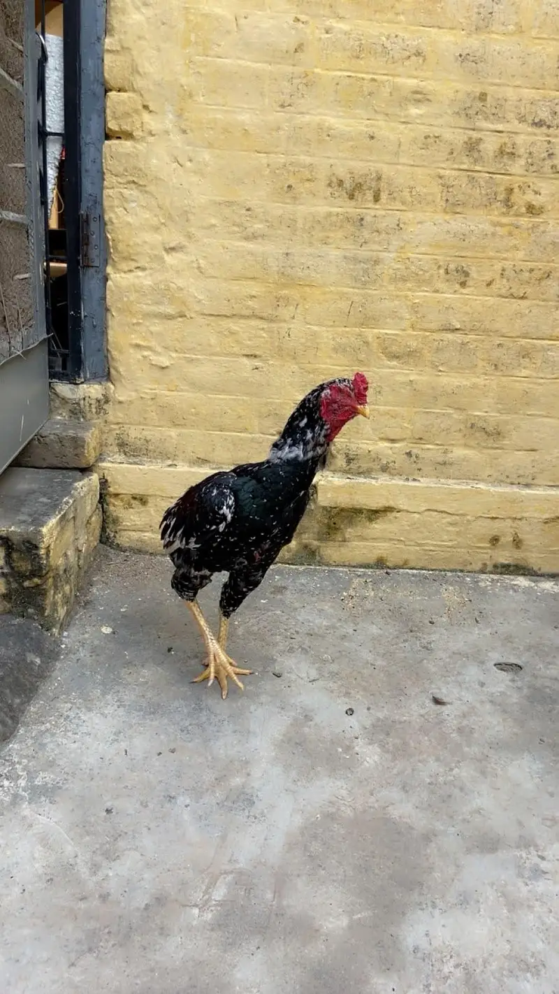 Cheena lakha mian wali — photo 3