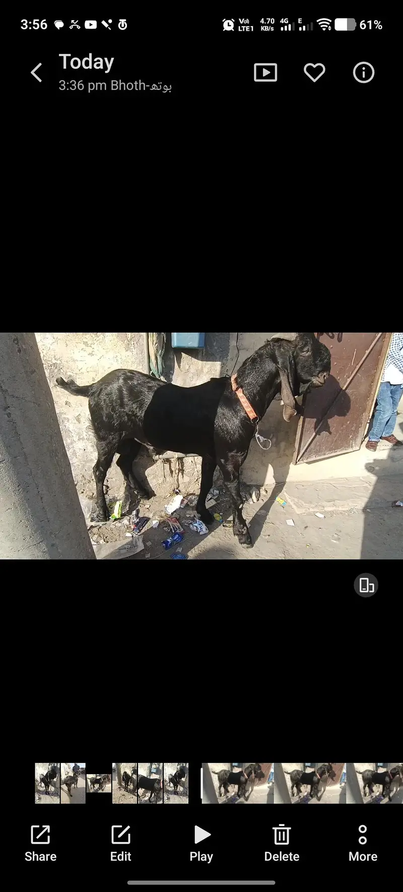 beetal goat Desi Bakra 2 dant bhut achi height or weight bloodline — photo 5