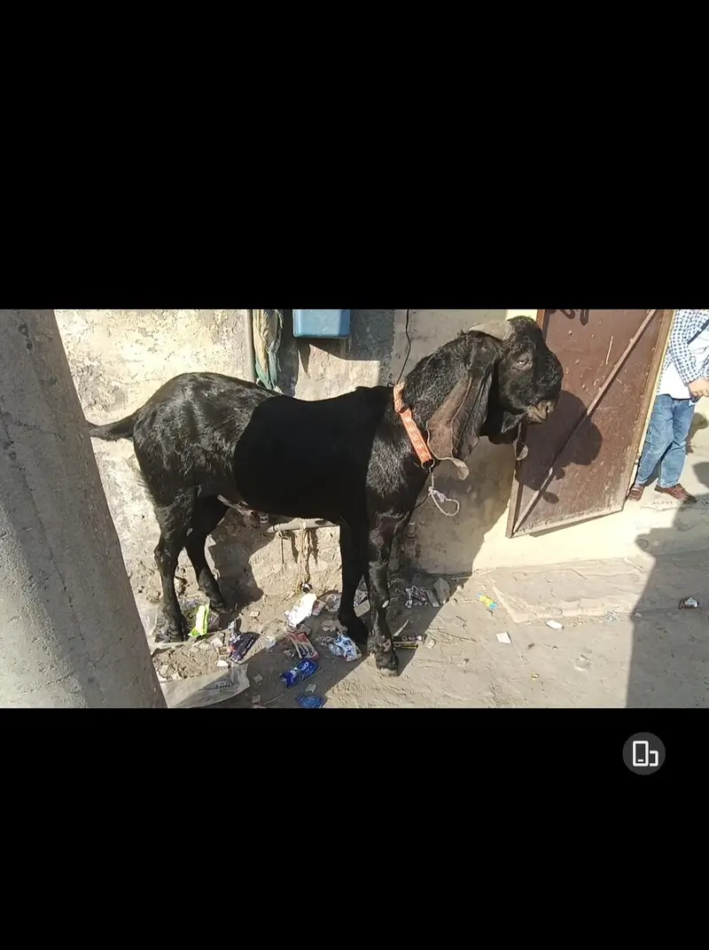 beetal goat Desi Bakra 2 dant bhut achi height or weight bloodline — photo 6