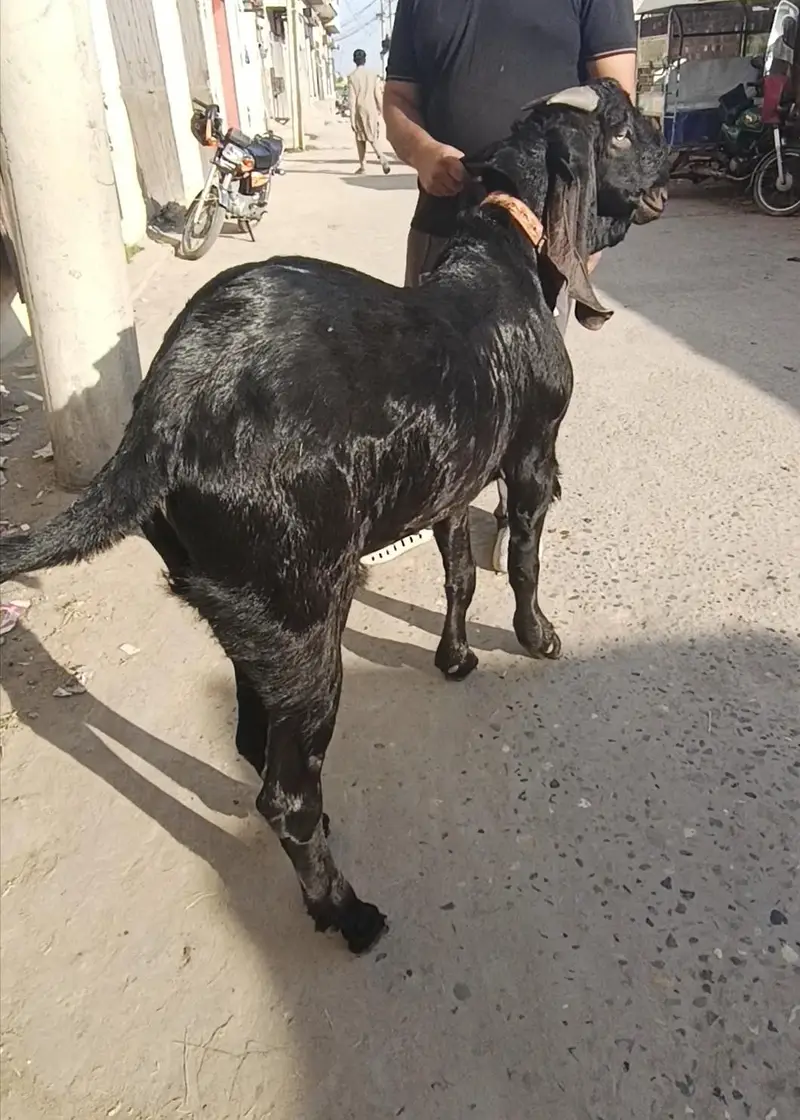 beetal goat Desi Bakra 2 dant bhut achi height or weight bloodline — photo 7