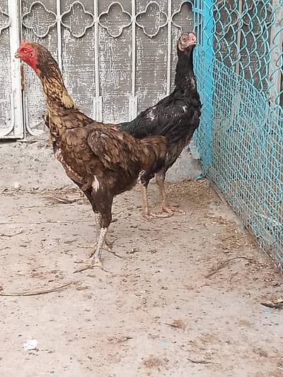 6 piece asseal 3 female 3 Male for sale
