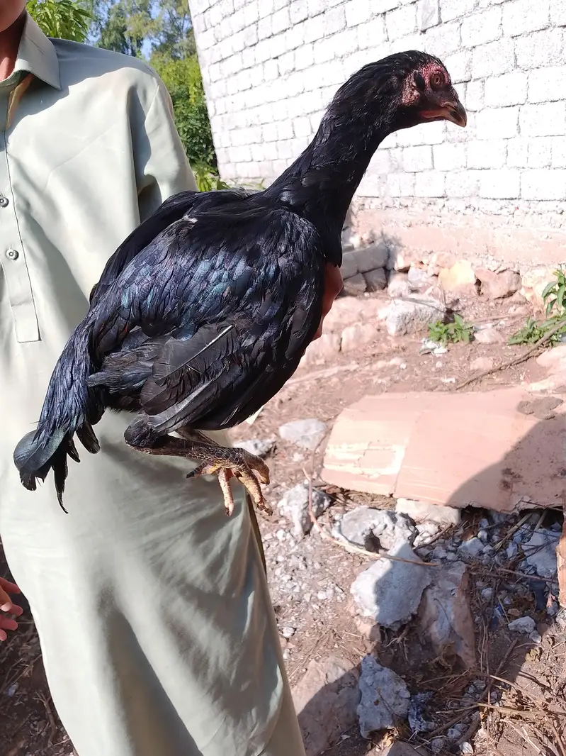 Aseel females — photo 2