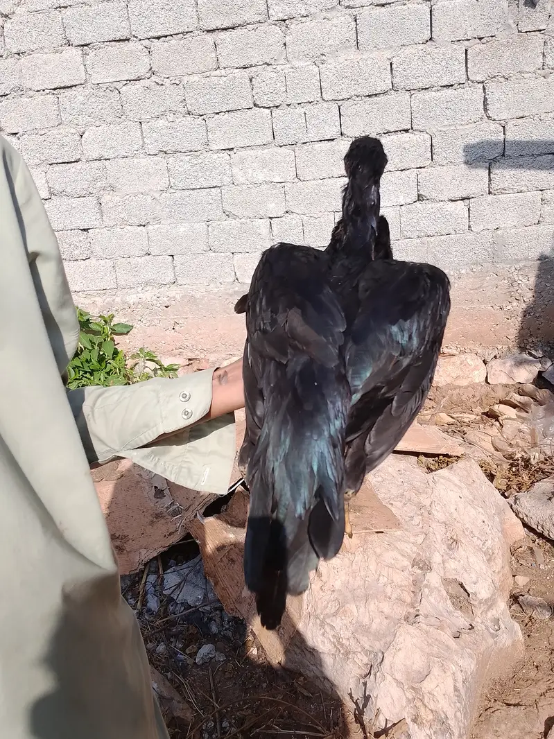 Aseel females — photo 3