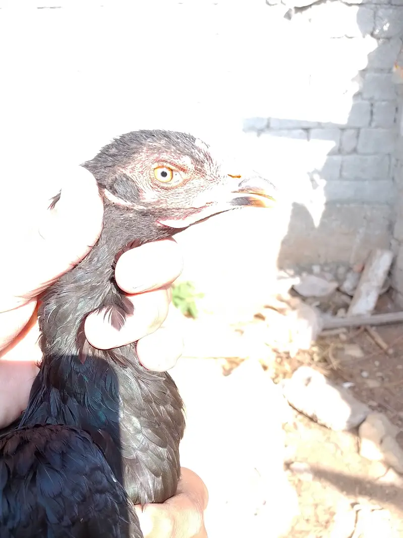 Aseel females — photo 4