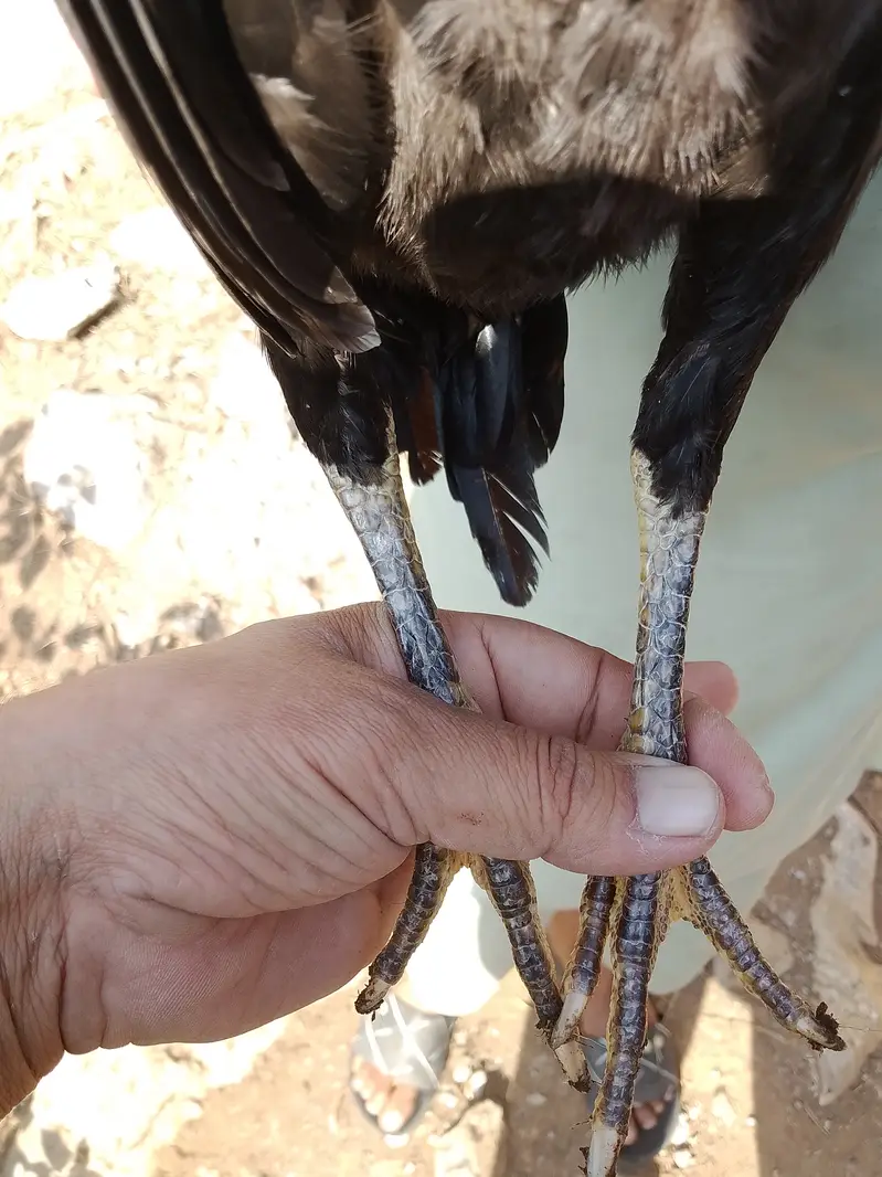 Aseel females — photo 5