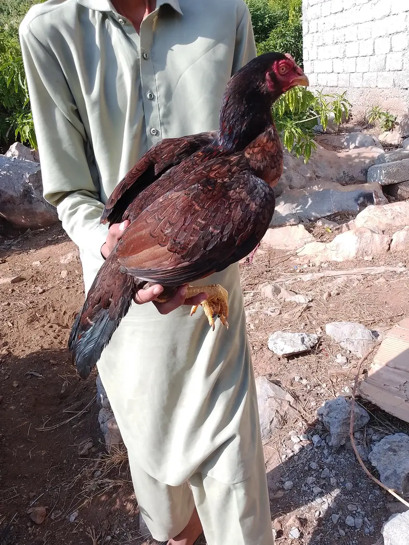 Aseel females — photo 8