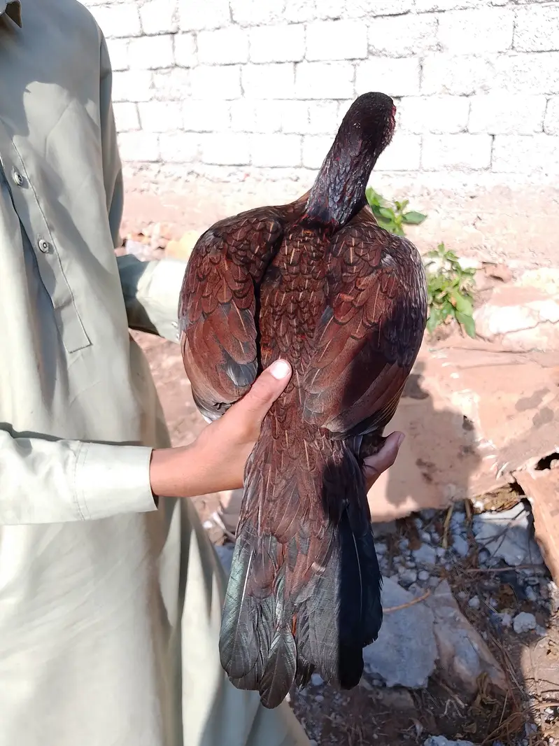 Aseel females — photo 9