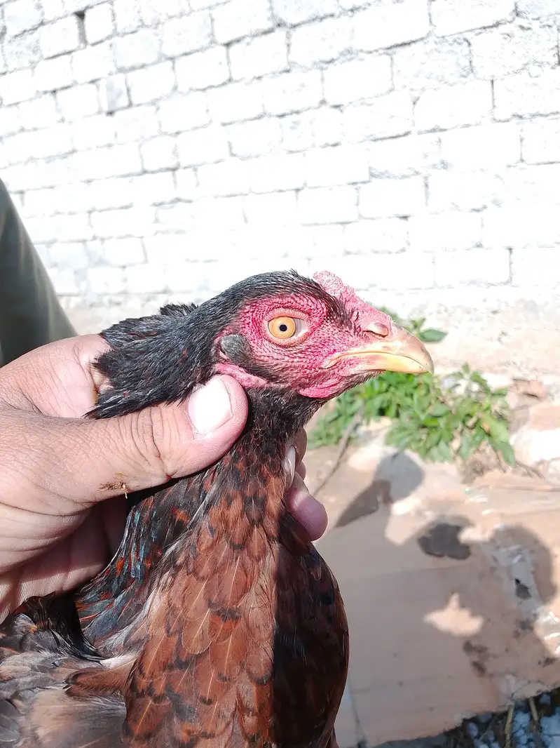 Aseel females — photo 10