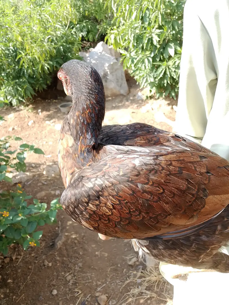 Aseel females — photo 11