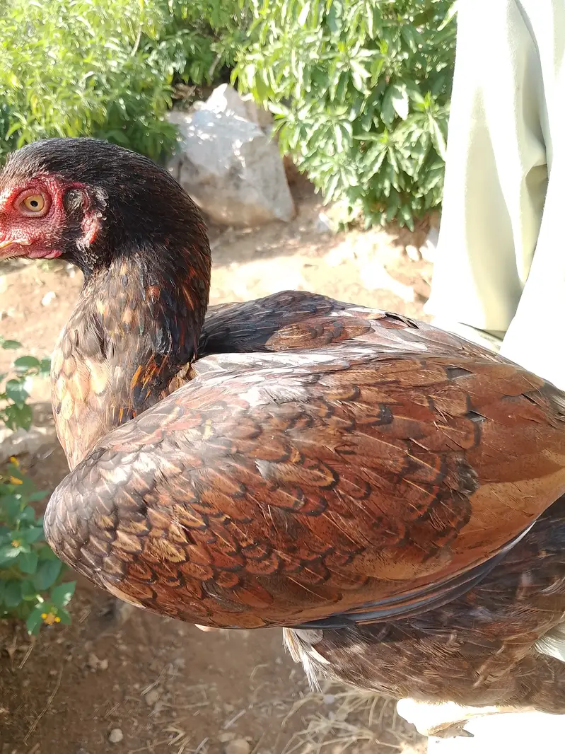 Aseel females — photo 12