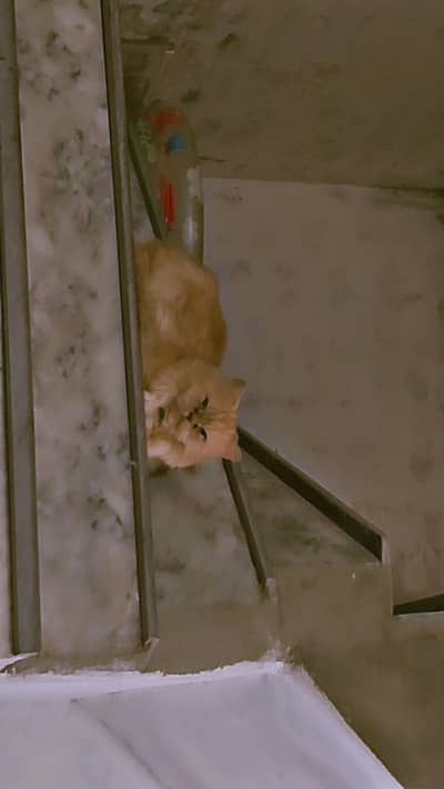 Puch face Persian cat tripple coated