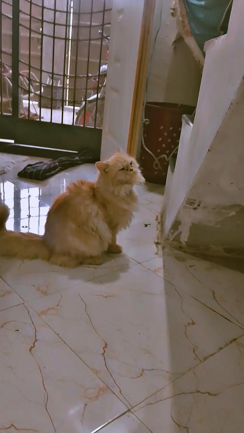 Puch face Persian cat tripple coated — photo 2