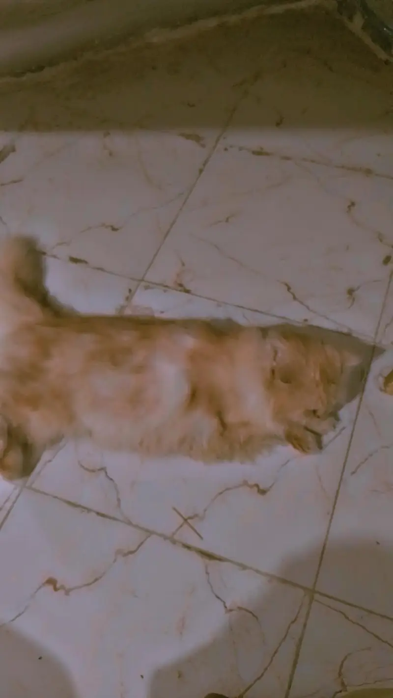 Puch face Persian cat tripple coated — photo 3
