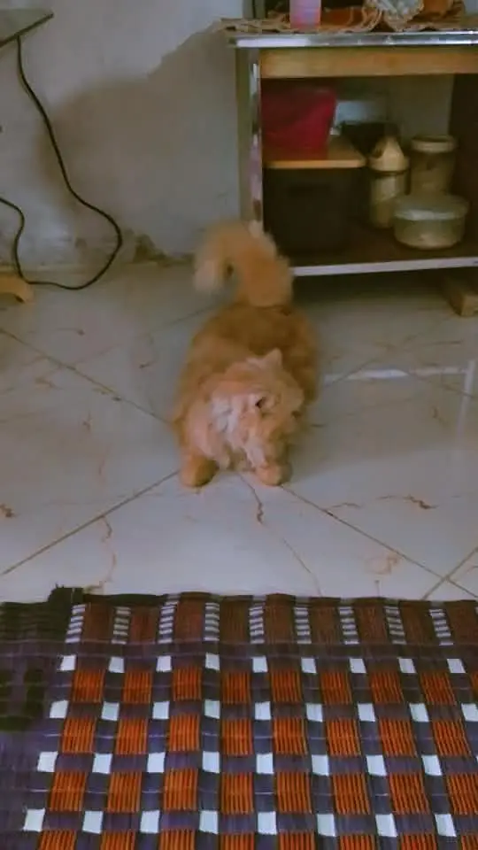 Puch face Persian cat tripple coated — photo 4