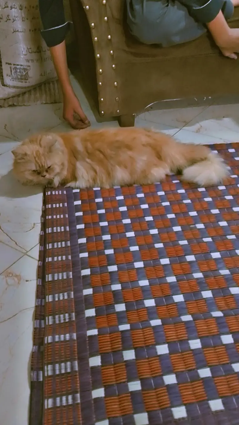 Puch face Persian cat tripple coated — photo 5