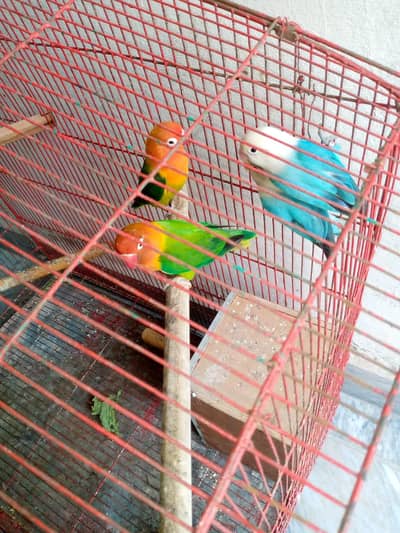 Lovebirds pair for sale.